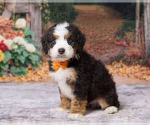 Bernedoodle (Miniature) Puppy for sale in DUNDEE, OH, USA