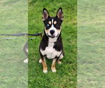 Small #4 Siberian Husky Mix