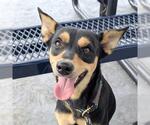 Small Miniature Pinscher Mix