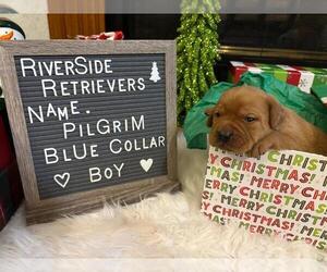 Labrador Retriever Puppy for sale in MOUNT AIRY, NC, USA