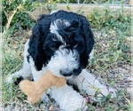 Small Photo #3 Poodle (Standard) Puppy For Sale in ARKADELPHIA, AR, USA