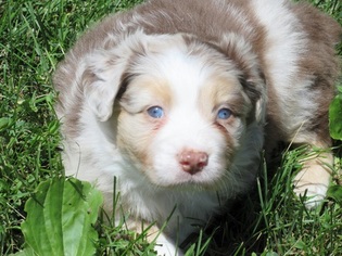 Australian Shepherd Puppy for sale in AUBURN, IN, USA