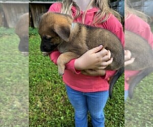 Medium Malinois