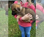 Puppy 8 Malinois