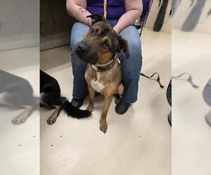 German Shepherd Dog-Unknown Mix Dogs for adoption in Center Township, PA, USA
