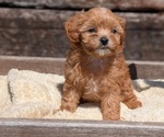 Small #2 Cavapoo (Miniature)
