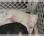 Small Photo #2 Bull Terrier Puppy For Sale in LONG BEACH, CA, USA