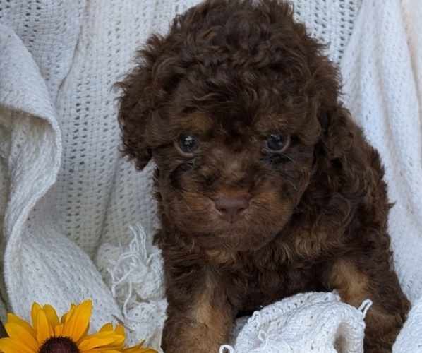 Medium Photo #51 Cock-A-Poo Puppy For Sale in GOSHEN, IN, USA