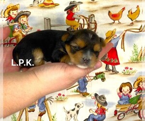 Yorkshire Terrier Puppy for sale in WINNSBORO, LA, USA