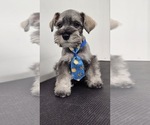 Puppy Puppy 1 Schnauzer (Miniature)