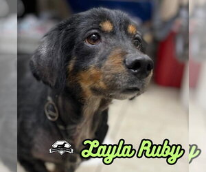Layla Ruby - Female Dachshund-Unknown Mix Dog for Adoption - Photo #38