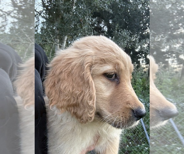 Medium Photo #15 Golden Retriever Puppy For Sale in LAKELAND, FL, USA
