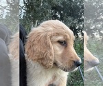 Small #2 Golden Retriever