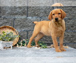 Small Photo #20 Labrador Retriever Puppy For Sale in MILLERSBURG, OH, USA