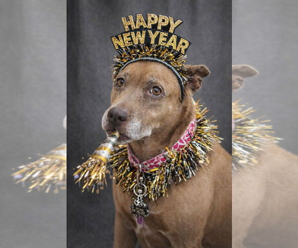 Medium Photo #1 American Staffordshire Terrier Puppy For Sale in Westminster, MD, USA