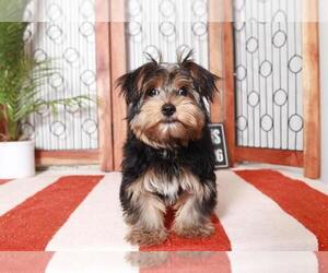 Yorkshire Terrier Puppy for sale in NAPLES, FL, USA