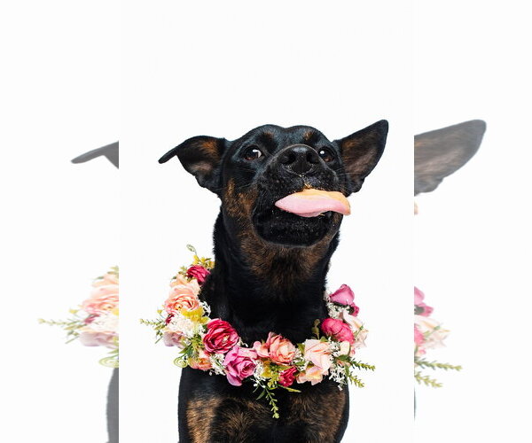 Medium Photo #6 Mutt Puppy For Sale in Houston, TX, USA