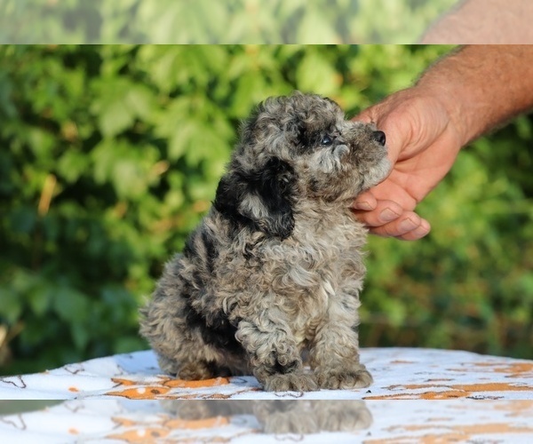 Medium Photo #12 Poodle (Toy) Puppy For Sale in DYERSBURG, TN, USA