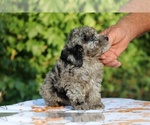 Small #11 Poodle (Toy)