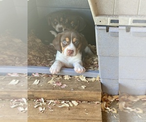 Beagle Puppy for sale in CONCORD, VA, USA