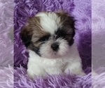 Small Photo #5 Shih Tzu Puppy For Sale in PORT SAINT LUCIE, FL, USA