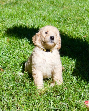 Medium Photo #3 Labradoodle Puppy For Sale in CHICO, CA, USA