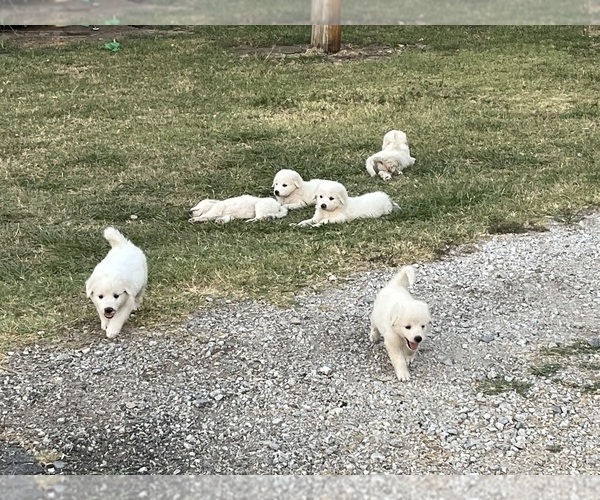 Medium Photo #2 Great Pyrenees Puppy For Sale in SPERRY, OK, USA