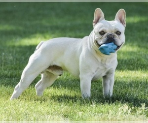 Father of the French Bulldog puppies born on 01/03/2022