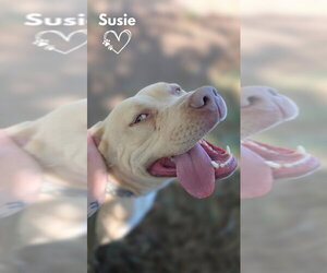 Susie - Female American Pit Bull Terrier-Unknown Mix Dog for Adoption - Photo #4