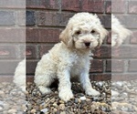 Puppy Mack Cockapoo