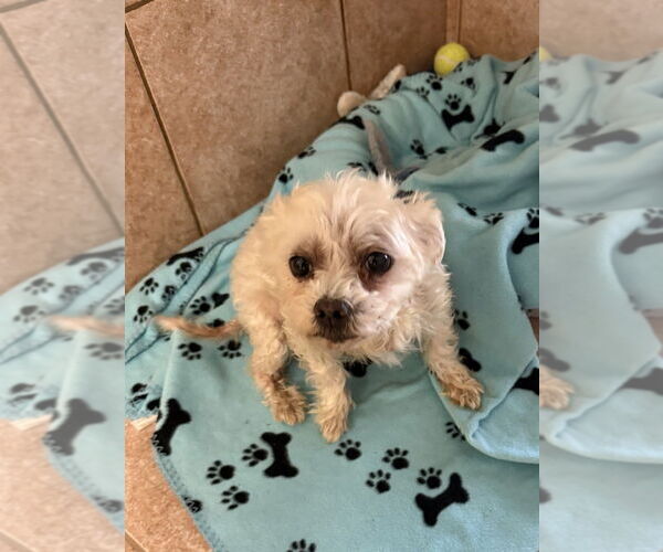 Medium Photo #1 Maltese Puppy For Sale in Osgood, IN, USA