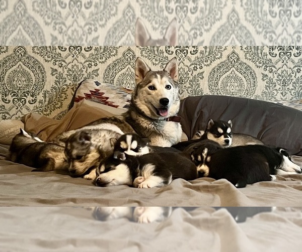 Medium Photo #1 Siberian Husky Puppy For Sale in ALTON, IL, USA