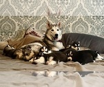 Small Photo #1 Siberian Husky Puppy For Sale in ALTON, IL, USA