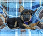 Small Photo #5 German Shepherd Dog Puppy For Sale in ELKTON, MD, USA