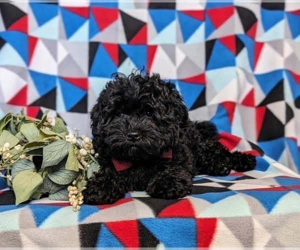 Medium Photo #5 Goldendoodle (Miniature) Puppy For Sale in KIRKWOOD, PA, USA