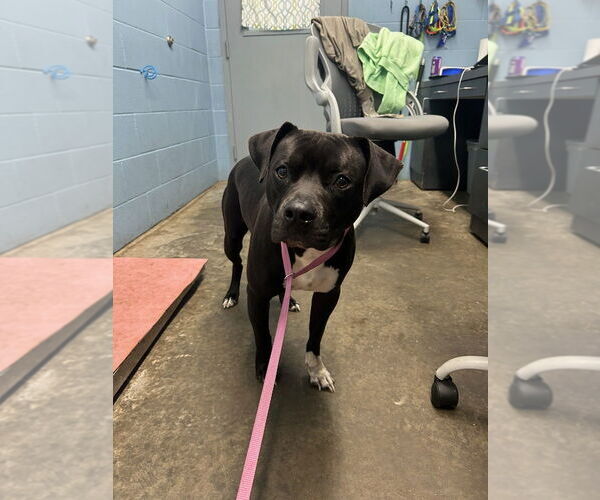 Medium Photo #1 American Pit Bull Terrier Puppy For Sale in Evansville, IN, USA