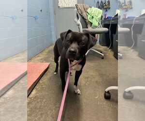 American Pit Bull Terrier Dogs for adoption in Evansville, IN, USA