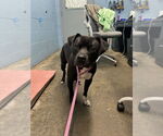 Small American Pit Bull Terrier