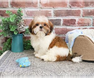 Shih Tzu Puppy for sale in SYRACUSE, IN, USA