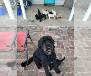 Mother of the Goldendoodle puppies born on 07/10/2025