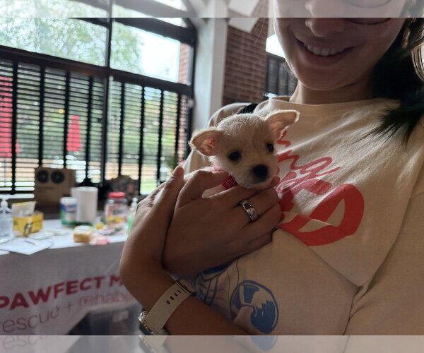 Medium Photo #1 Chihuahua Puppy For Sale in Holly Springs, NC, USA