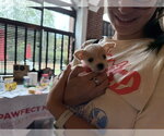 Opie - Male Chihuahua Dog for Adoption - Small photo