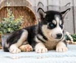 Small #2 Siberian Husky