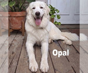 Opal & Pearl - Female Golden Pyrenees Dog for Adoption - Photo #2