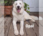 Small Photo #2 Golden Pyrenees Puppy For Sale in Grovertown, IN, USA