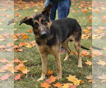 Small German Shepherd Dog