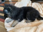 Small Photo #6 German Shepherd Dog-Siberian Husky Mix Puppy For Sale in HARRISON, AR, USA