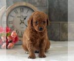 Small Photo #3 Goldendoodle (Miniature) Puppy For Sale in HOWARD, PA, USA