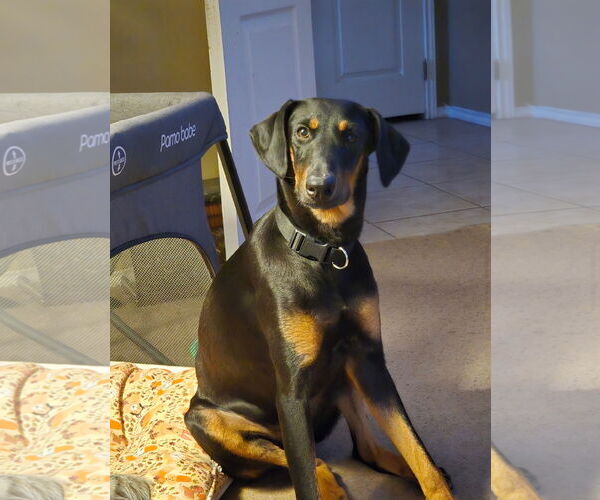 Medium Photo #1 Doberman Pinscher Puppy For Sale in Buffalo, MN, USA