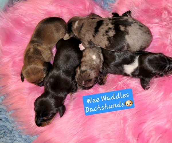 Medium Photo #1 Dachshund Puppy For Sale in WALLACE, CA, USA